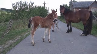 Iepe murgi la proba cu armasarul Gyuri 2017 [upl. by Jedthus247]