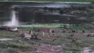 Two collared Lionesses in the picture Tembe Oct 24 2024 630 PM SAST exploreorg [upl. by Hebbe]