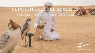 Bedouin Culture Series EP 7 Salukis The Arabian Hunting Dogs [upl. by Halfon]