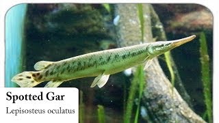 HD Spotted Gar  Gefleckter Knochenhecht  Lepisosteus oculatus [upl. by Caresa]