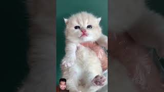 Tool Items🥰 New Viral Gadgets cute cat ❤️cat meowing kittenshorts catcutecat [upl. by Dalila]