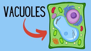 Functions of Vacuoles [upl. by Eey]