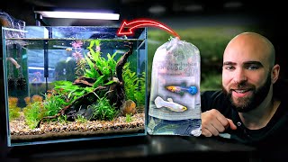 Making An EXOTIC GUPPY Nano Tank SNOW WHITE GUPPYS [upl. by Berwick94]