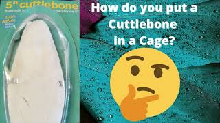 How to put a cuttlebone in a cage [upl. by Amy]