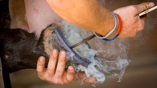 The Farrier  A short video showing the work of Farrier Ben Hart  dip WCF [upl. by Leuqcar665]