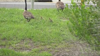 Yes its legal to destroy Canada goose nests with a permit [upl. by Uv22]