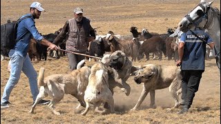 İKİ AYRI SÜRÜNÜN KÖPEKLERİ BİR BİRİNE GİRDİ  ORTALIK ÇOK FENA KARIŞTI MORKOYUNTV ÇOBAN KÖPEKLERİ [upl. by Ogu745]