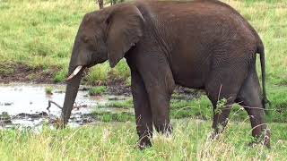 Elephant Stock Video  Free for Commercial Use [upl. by Aura959]