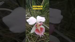 Papilionanthe pedunculata shortsvideo paphio [upl. by Namilus]