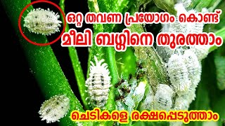 Easy Solution From Mealy Bugs and White Fly in Malayalam Organic Pesticides for Mealy bugs and flys [upl. by Ybeloc]