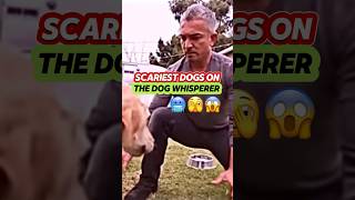 Scariest cesar millan dog😳 moments worst dogs bite fight scary dogwhisperer showdown tv [upl. by Farman]