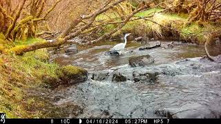 Grey Heron wandering up and down the rivers in all weathers on the Isle of Skye [upl. by Jenica]