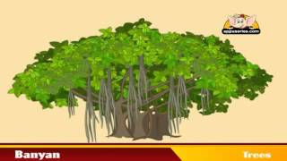 Learn about Plants  Trees [upl. by Kreindler96]