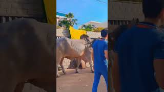 ORIGINAL SIBBI 🐂 love like subscribe mychannel [upl. by Vogel]