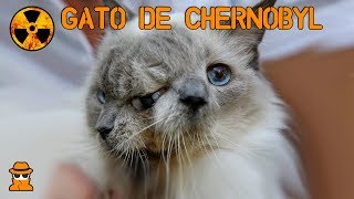 CHERNOBYL l Asi son sus Animales Radioactivos [upl. by Lyell329]