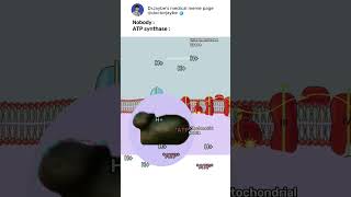 How ATP synthase works ATPsynthase electrontransportchain shorts medicalmemes [upl. by Danielle]