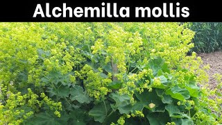 How to Grow Alchemilla mollis Ladys Mantle [upl. by Nemzzaj]