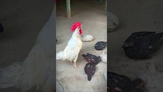 Rooster Crowing 🐓📢🤩 S03E08 shorts [upl. by Ahsaz]