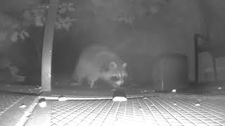 Backyard Nightlife  October  skunk mouse racoon buck stoat cats bugs night crawlers [upl. by Anitsyrhc575]