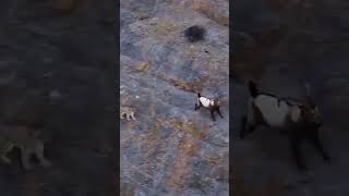 Snow leopard 🐆 fail to hunt goat his baby got shortvideo [upl. by Spillar]