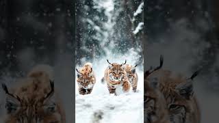 Adorable Trio Lynx Kittens Discover the Wild [upl. by Norda]