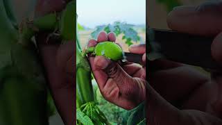 This Is papaya cutting vegetable short video rural village life short video [upl. by Lexerd]