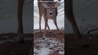 Taggy the Whitetailed deer shies away [upl. by Oinimreh954]