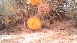 Camera trap Singing Honeyeater feeding on banksia flower [upl. by Bernardo]