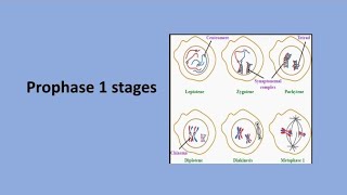 Prophase 1 Stages  Meiosis [upl. by Gnehc275]