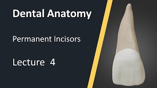 Dental Anatomy  Maxillary Central Incisors [upl. by Netaf]