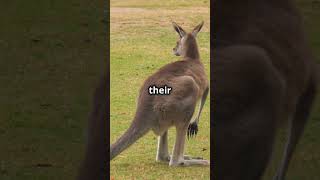 Kangaroo Fun Facts You Didnt Know A WildWisdomTV Short [upl. by Heshum]