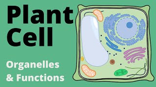 Structure and Function of the PLANT CELL explained Organelles [upl. by Ligetti]