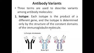 Antibody variants isotypeallotype and Idiotype [upl. by Nie]