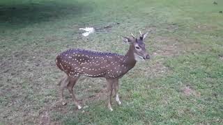 Deer Roaming in MCC Near Corley School Ground Tambaram [upl. by Narhet]