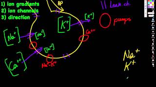 Ion Channels and Concentration Gradients [upl. by Weisbart]