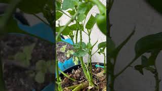 THIS IS A BELL PEPPER PLANT GROWINGCHILIPEPPERS GARDENINGCARELESSON JENITASBFWELLWISHESGARDENING [upl. by Ajram]