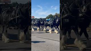 Clydesdales Vets Day Parade [upl. by Ayotac]