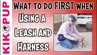 What to do FIRST  Getting Started with Leash Training [upl. by Atonsah242]