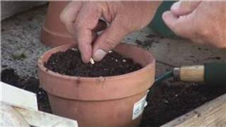 Gardening From Seeds  How to Plant Seeds in a Container [upl. by Asek]