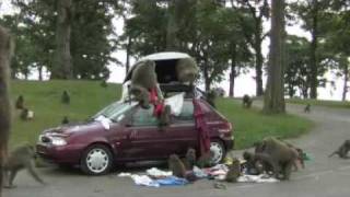 Baboons attack a car with roof luggage [upl. by Dorree]