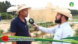 PIMENTAS EMBRAPA são apresentadas na AGROBRASÍLIA 2019 [upl. by Nitnert]