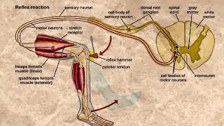 CLASSIFICATION OF REFLEXES [upl. by Falda]