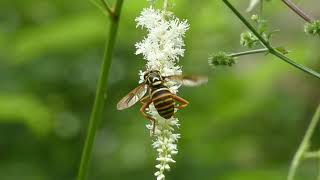 Waspmimicking Hoverfly Licks Flowers of False Goats Beard [upl. by Suoicul]