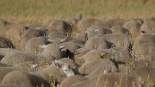 Cherylton Farms Weaning [upl. by Mcculloch]