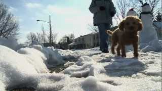 Leash law city cracks down on animal abuse [upl. by Starla]