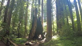 Henry Cowell Redwoods State Park  CA  Redwood Grove Loop Trail  4K [upl. by Seadon]