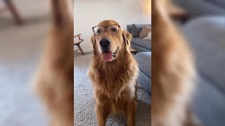 Golden Retrievers being “Smart” for 3 minutes 😂 Funny Dog Videos [upl. by Cooe824]