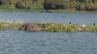 Crocodile in powai lake mumbai [upl. by Dleifyar309]