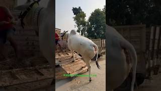 Loading Most Beautiful and Biggest Pakistani Cow of Al Labbaik dairy farm for💕 2024viral trending [upl. by Eelaras968]