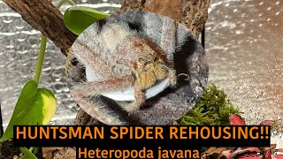 HUNTSMAN SPIDER REHOUSING Heteropoda javana [upl. by Linn]